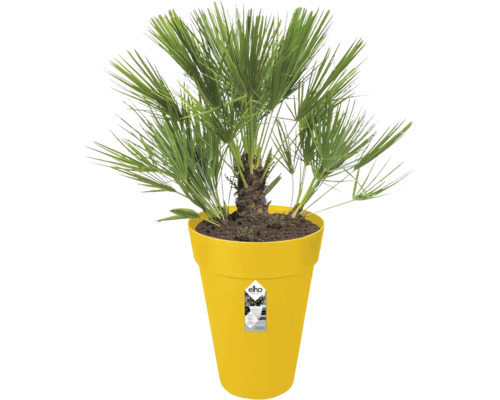 Dwergwaaierpalm Chamaerops humilis in een gele kunststof bloempot van elho.
