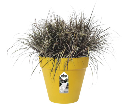 Donkere siergrasplant in een ronde, gele kunststof plantenpot met Elho Logo, bewateringssysteem en gemaakt van gerecycled materiaal.