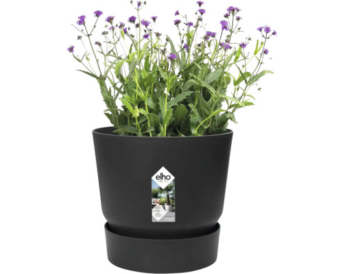 Ronde kunststof bloempot met geïntegreerde schotel en groene plant met paarse bloemen, Elho Logo.