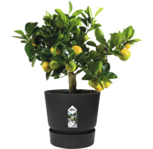 Citrusplant met groene bladeren en gele vruchten in een zwarte elho kunststof pot inclusief schotel.