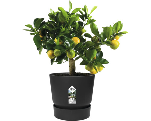 Citrusplant met groene bladeren en gele vruchten in een zwarte elho kunststof pot inclusief schotel.