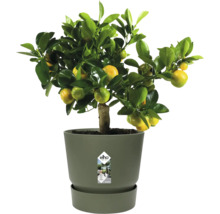 Calamondin citrusboom met vruchten in een grijze kunststof pot met schotel, elho Logo.