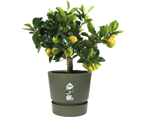 Calamondin citrusboom met vruchten in een grijze kunststof pot met schotel, elho Logo.