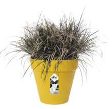 Siergras in een gele kunststof bloempot van elho met productlabel.