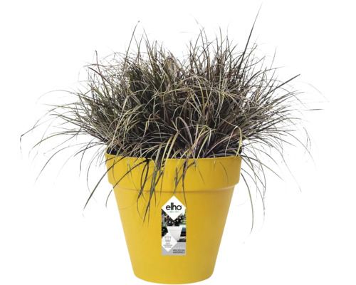 Siergras in een gele kunststof bloempot van elho met productlabel.