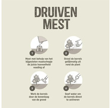 Instructies voor druivenmest in vier stappen: afmeten met maatschepje, strooien rond de plant, inwerken in de grond en bewateren.