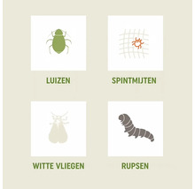 Werking tegen luizen, spintmijten, witte vliegen en rupsen.