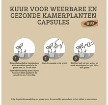 Infographic voor het gebruik van biologische kamerplantencapsules in drie stappen: gat maken, capsule plaatsen, water geven en met grond bedekken.