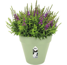 Lichtgroene Elho bloempot van kunststof met een bloeiende plant met paarse bloemen.