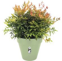 Nandina domestica hemelse bamboe met groen-rode bladeren in een elho plantenpot. elho Logo.