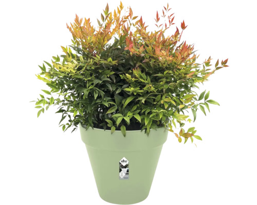Nandina domestica hemelse bamboe met groen-rode bladeren in een elho plantenpot. elho Logo.