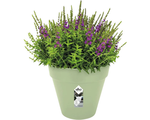 Lichtgroene elho ronde bloempot van gerecycled kunststof met bewateringssysteem en een paars bloeiende plant.