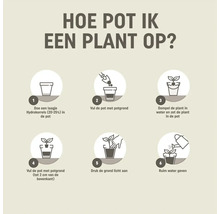 Stappenplan voor oppotten in zes stappen: hydrokorrels toevoegen, vullen met grond, plant dompelen, bijvullen, aanduwen en water geven.