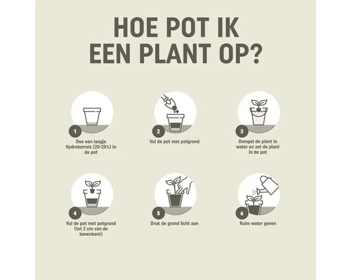 Stappenplan voor oppotten in zes stappen: hydrokorrels toevoegen, vullen met grond, plant dompelen, bijvullen, aanduwen en water geven.