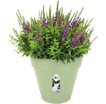 Lichtgroene elho bloempot met een groene plant en paarse bloemen.