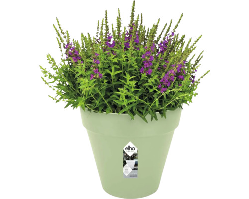 Lichtgroene elho bloempot met een groene plant en paarse bloemen.