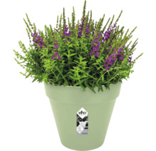 Lichtgroene elho bloempot van gerecycled kunststof met een groene plant en paarse bloemen.