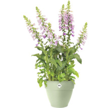 Vingerhoedskruid Digitalis met lichtpaarse bloemen in een lichtgroene elho plantenpot.