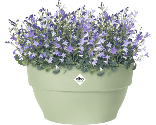 Lichtgroene bloempot met Elho Logo en bloeiende paarse klokjesbloemen.