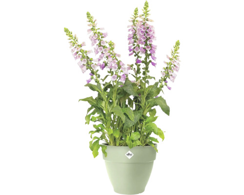 Roze vingerhoedskruid met klokvormige bloemen en groene bladeren in een lichtgroene elho bloempot.