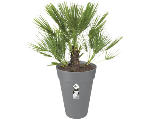 Dwergpalm Chamaerops humilis in een hoge grijze kunststof pot van Elho.