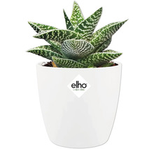 Vetplant Gasteria met gespikkelde bladeren in witte bloempot. elho Logo.
