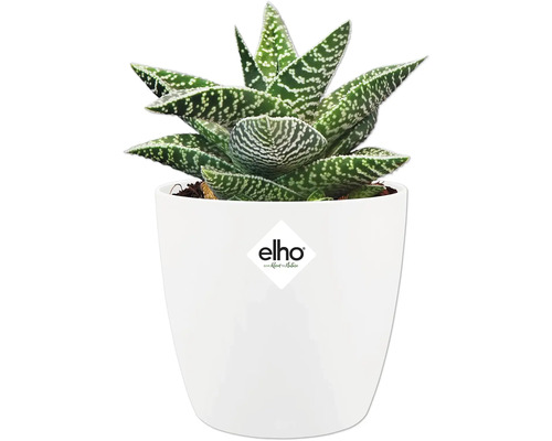 Vetplant Gasteria met gespikkelde bladeren in witte bloempot. elho Logo.