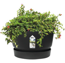 Ronde Elho bloempot in zwart met bijpassende schotel en groene plant. Gemaakt van gerecycled kunststof met een geïntegreerd bewateringssysteem.