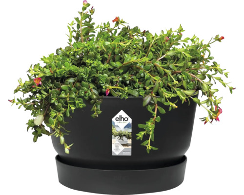 Ronde Elho bloempot in zwart met bijpassende schotel en groene plant. Gemaakt van gerecycled kunststof met een geïntegreerd bewateringssysteem.