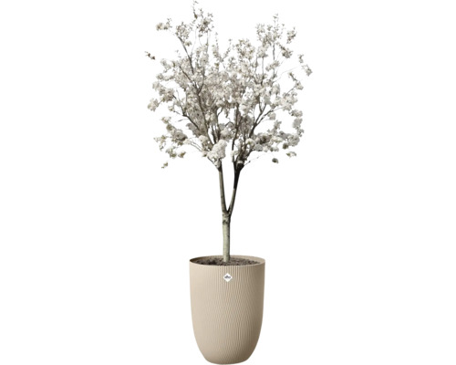 Bloeiende boom met witte bloesems in een beige bloempot met verticale ribbelstructuur en Elho Logo.