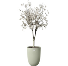 Bloeiende boom met witte bloemen in een hoge, lichtgroene plantenbak met ribbelstructuur en elho Logo.
