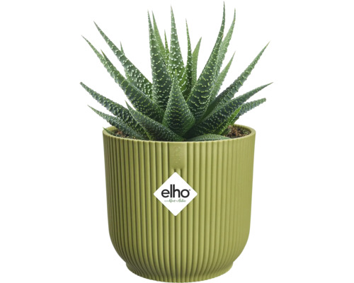 Haworthia succulent in een lichtgroene, geribbelde elho bloempot, elho Logo