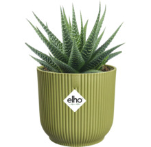 Haworthia succulent in een lichtgroene, geribbelde elho bloempot, elho Logo
