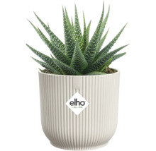 Succulente Haworthia met groene puntige bladeren en witte stippen in een witte geribbelde elho bloempot. elho Logo.