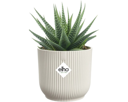Succulente Haworthia met groene puntige bladeren en witte stippen in een witte geribbelde elho bloempot. elho Logo.