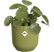 Pilea peperomioides pannenkoekplant in een groene geribbelde bloempot, elho Logo.