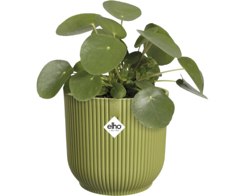 Pannenkoekplant Pilea peperomioides in een ronde, geribbelde groene kunststof plantenpot van Elho.