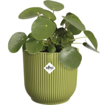 Pilea peperomioides in een groene geribbelde Elho kunststof bloempot. Elho Logo.