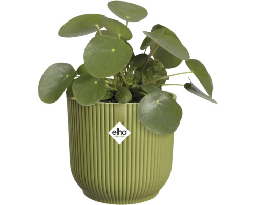 Kamerplant Pannenkoekplant Pilea peperomioides in een groene geribbelde kunststof pot met elho Logo.