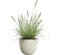 Siergras in een witte ronde plantenpot met verticale golfstructuur en elho Logo.