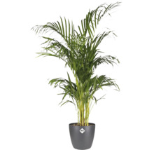 Goudpalm Areca lutescens in een donkergrijze elho plantenpot.