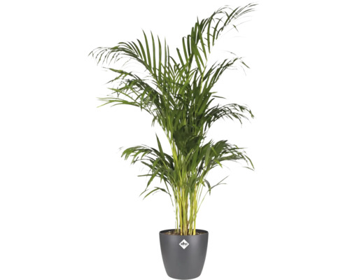 Goudpalm Areca lutescens in een donkergrijze elho plantenpot.