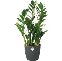 Zamioculcas zamiifolia kamerplant met glanzende groene bladeren in een antracietkleurige pot met elho Logo.