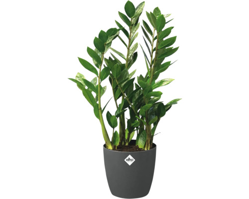 Zamioculcas zamiifolia kamerplant met glanzende groene bladeren in een antracietkleurige pot met elho Logo.