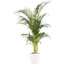 Areca goudpalm in een witte plantenpot van het merk elho.