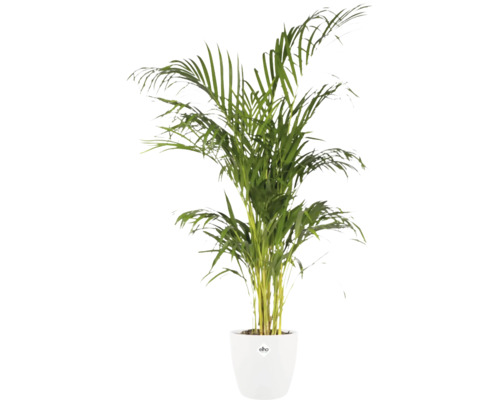 Areca goudpalm in een witte plantenpot van het merk elho.