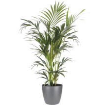 Goudpalm Areca in een grijze pot, kamerplant