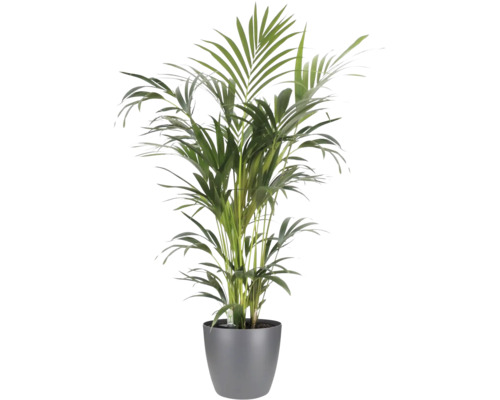 Goudpalm Areca in een grijze pot, kamerplant