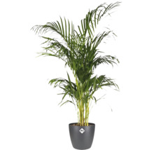 Goudpalm in antracietkleurige elho bloempot met elho Logo, kamerplant met waaiervormige groene bladeren.