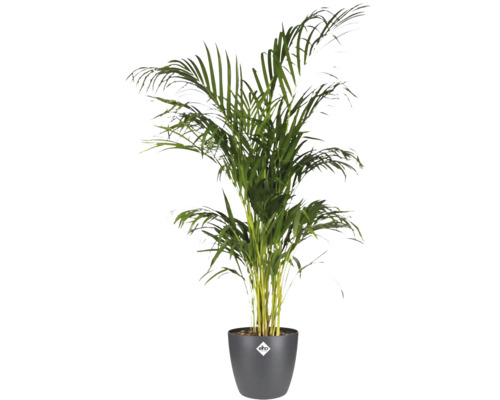 Goudpalm in antracietkleurige elho bloempot met elho Logo, kamerplant met waaiervormige groene bladeren.